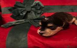 Cockapoo dogs for sale: ⭐️OUTSTANDING, HIGH QUALITY Cockapoo F1B Puppies⭐️ - Advert 28