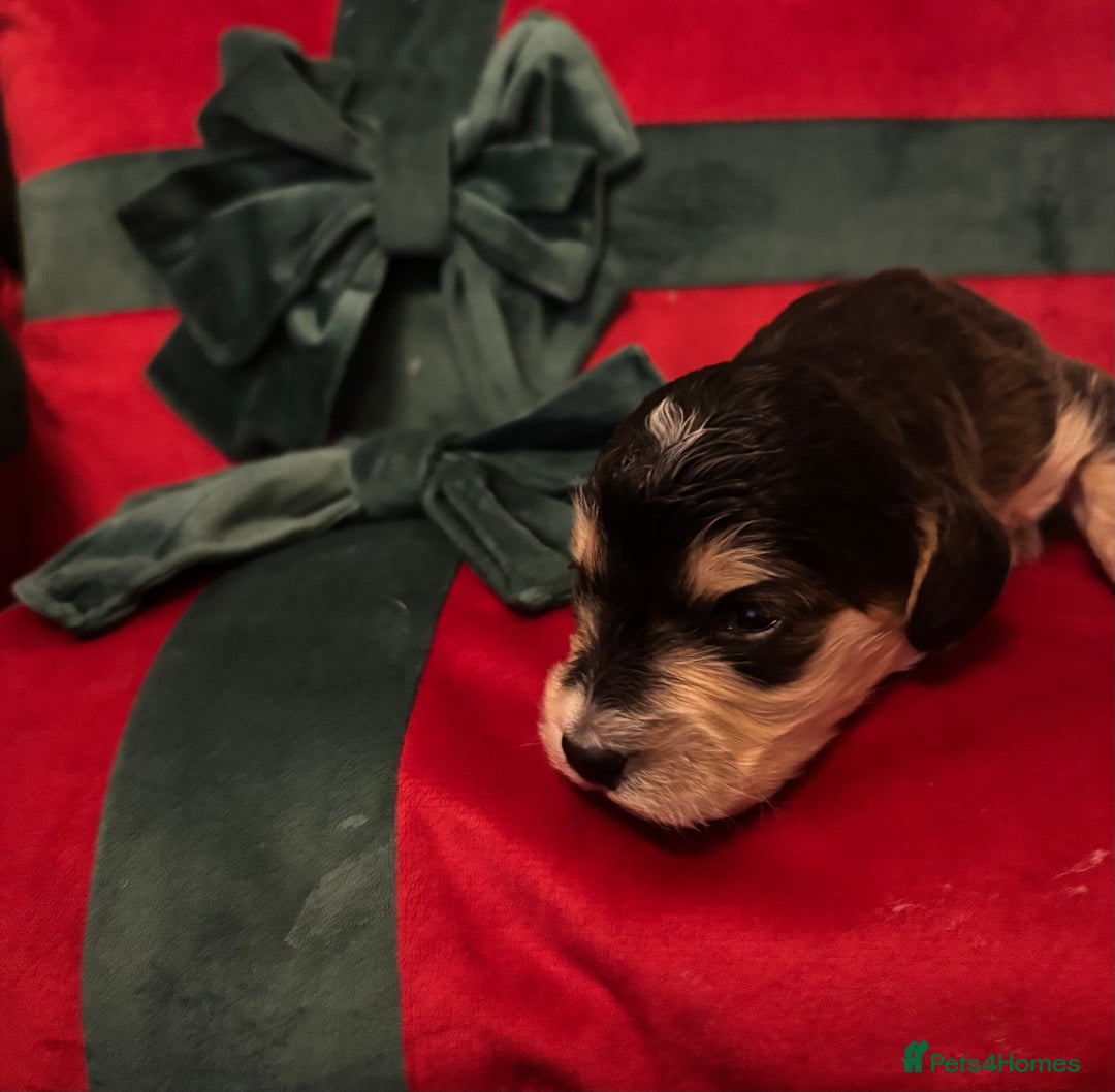 Cockapoo dogs for sale: ⭐️OUTSTANDING, HIGH QUALITY Cockapoo F1B Puppies⭐️ - Advert 28