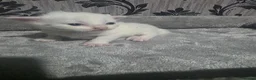 Mixed Breed cats for sale: Quarter Mainecoone Kittens  - Advert 9