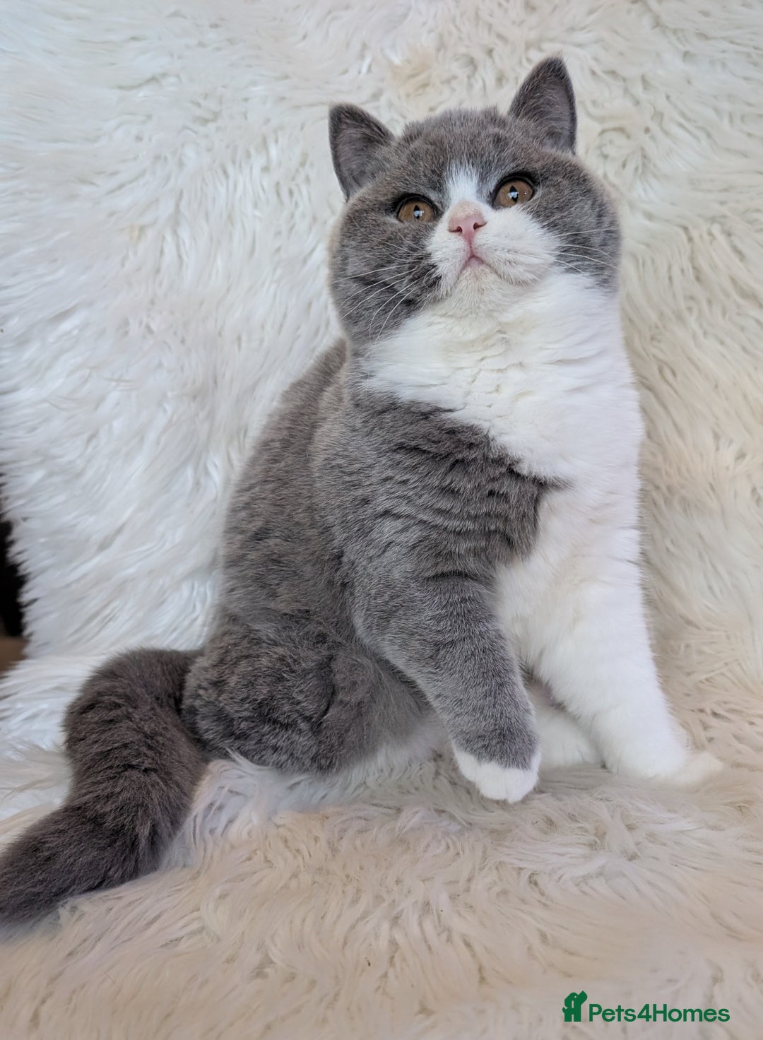 British Shorthair cats for sale: Amazing loving British shorthair kittens  - Advert 19