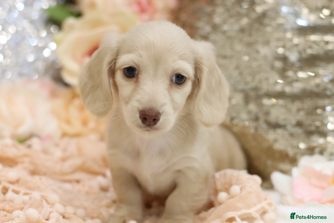 Miniature Dachshund dogs for sale: KC Registered Cream Longhair Puppies - Image 21