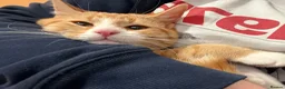Domestic Shorthair cats for sale: 7-Month-Old Loving & Playful Male Kitten  - Advert 10