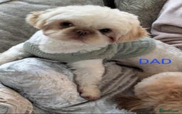 Shih Tzu dogs for sale: 3 Shih Tzu puppies left  - Image 6