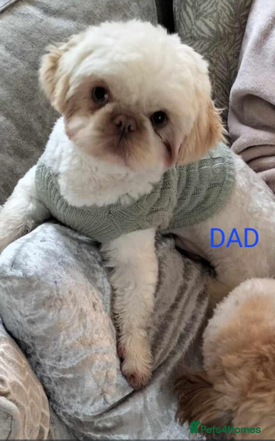 Shih Tzu dogs for sale: 3 Shih Tzu puppies left  - Image 6