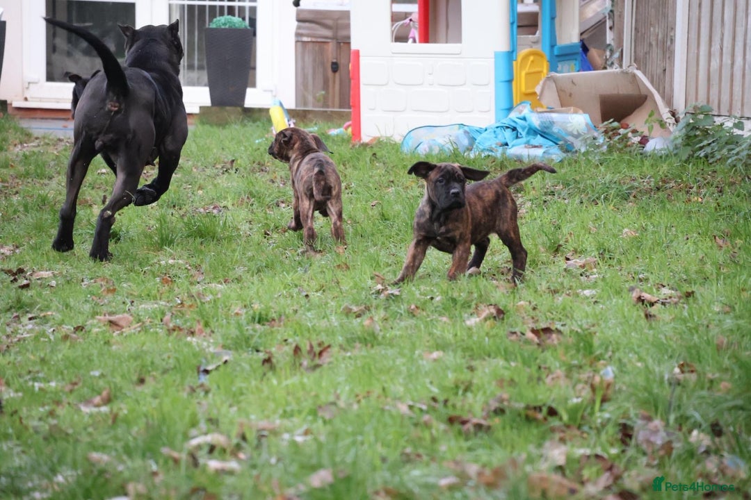 Presa Canario dogs for sale: Presa Canario Puppies (Recognised Breeder) - Advert 4