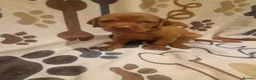 Hungarian Vizsla dogs for sale: Hungarian Russet Gold Vizsla Puppies.Non KC. - Advert 19