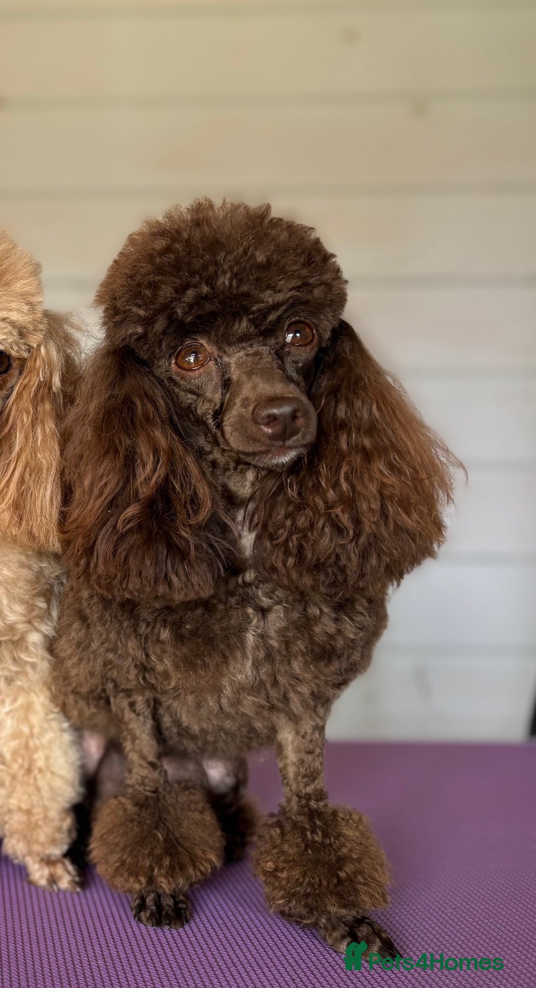 Maltipoo dogs for sale: Maltipoo puppies - Advert 1