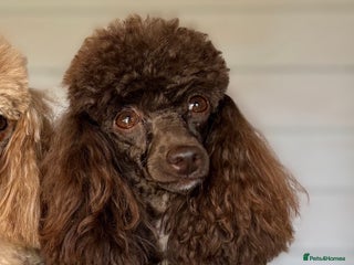 Maltipoo dogs Maltipoo puppies - Advert 1