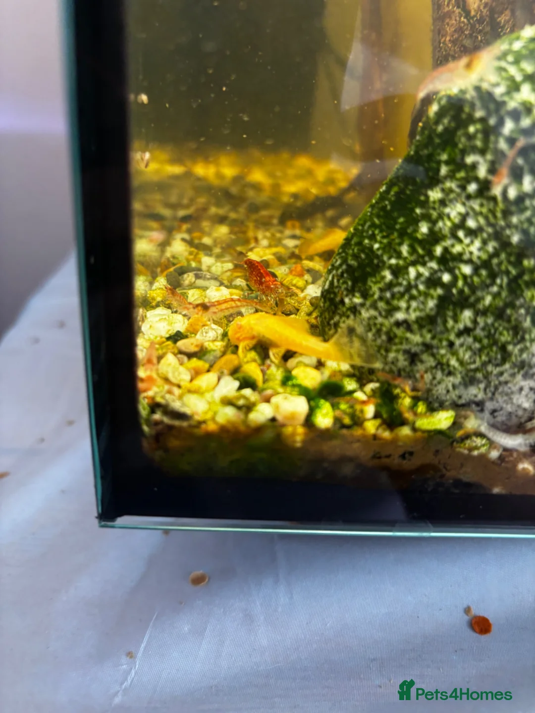Catfish fish for sale: Baby Bristnose Catfish in Croydon - Advert 1