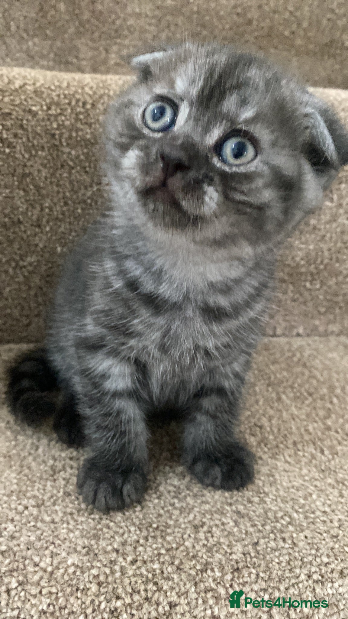British Shorthair cats A male BSH/FOLD kitten left  - Advert 6