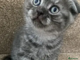 British Shorthair cats A male BSH/FOLD kitten left - Advert 4
