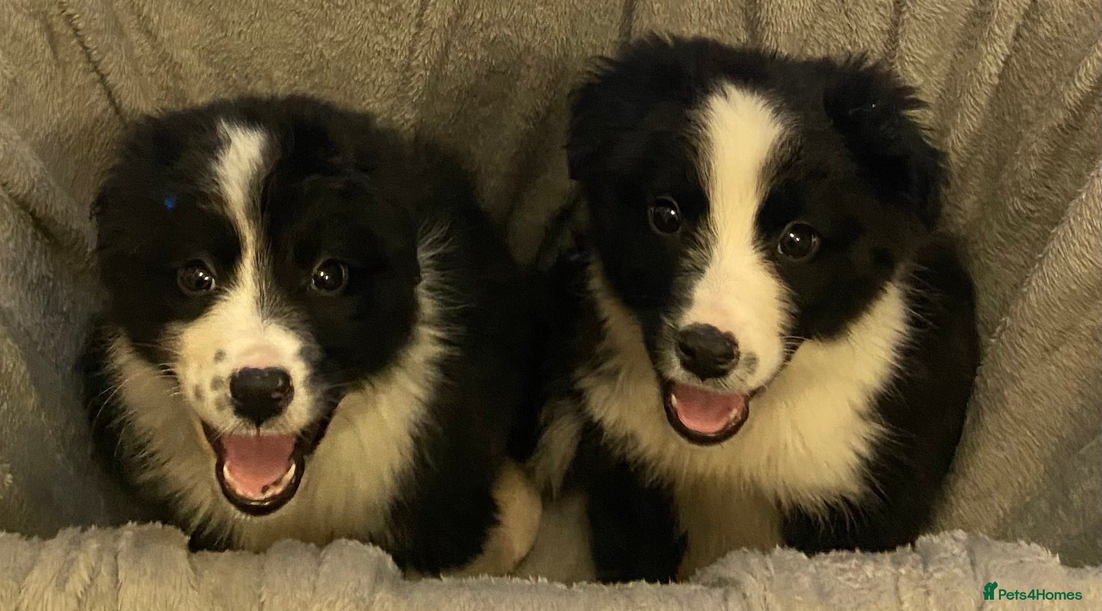 Border Collie dogs Border collie puppies  - Advert 1