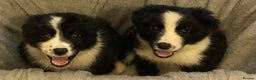 Border Collie dogs for sale: Border collie puppies  - Advert 1