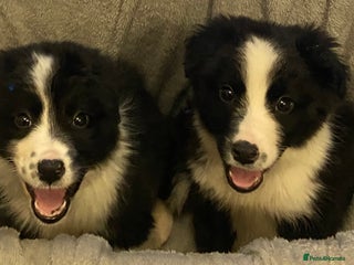 Border Collie dogs Border collie puppies - Advert 2