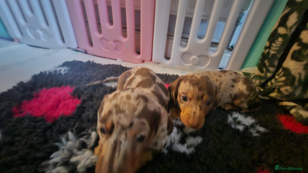Miniature Dachshund dogs for sale: Two Beautiful Boys - Advert 8