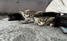 Domestic Shorthair cats for sale: 6 beautiful kittens available  - Image 2
