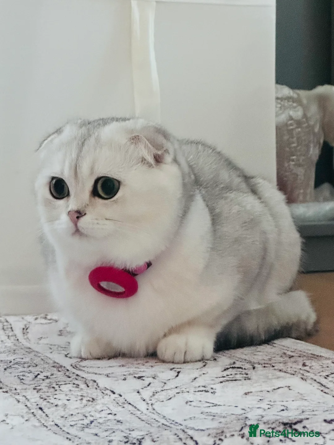 Scottish Fold cats for sale: Beautiful Scottish Fold Girl 7 months - Advert 2