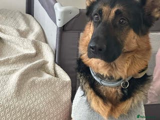 German Shepherd dogs 📣 PROVEN STUD AVAILABLE – GERMAN SHEPHERD - Advert 18