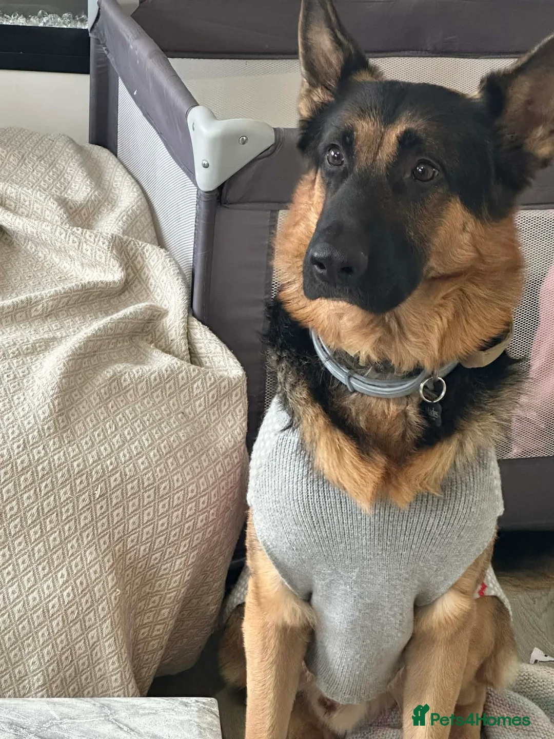 German Shepherd dogs for stud: 📣 PROVEN STUD AVAILABLE – GERMAN SHEPHERD  - Advert 1