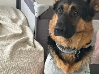 German Shepherd dogs 📣 PROVEN STUD AVAILABLE – GERMAN SHEPHERD - Advert 1