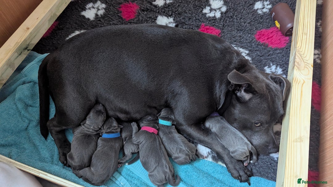 Staffordshire Bull Terrier dogs for sale: Beautiful KC reg Staffordshire bull terriers - Advert 3