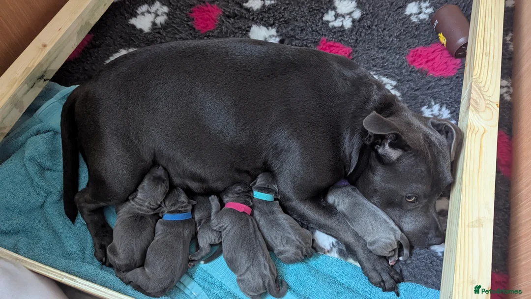 Staffordshire Bull Terrier dogs for sale: Beautiful KC reg Staffordshire bull terriers - Advert 11