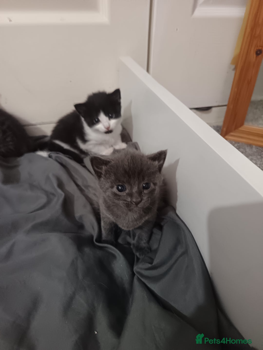 Mixed Breed cats for sale: 1 boy 3 girls  - Image 4