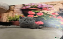 British Shorthair cats for sale: Beautiful British shorthair kittens 🐱 🥰 - Advert 37