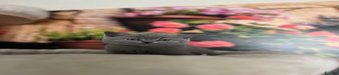 British Shorthair Kitten 3