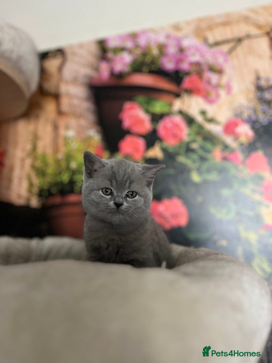 British Shorthair cats for sale: Beautiful British shorthair kittens 🐱 🥰 - Advert 37
