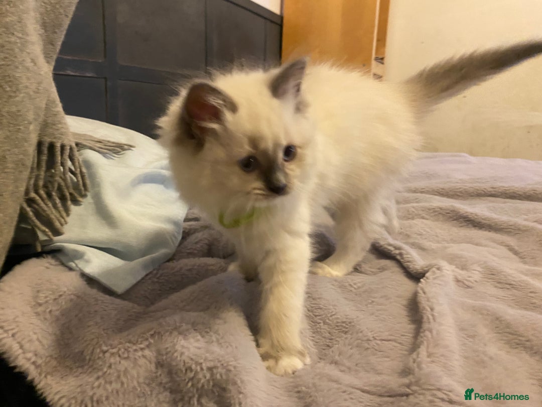 Ragdoll cats for sale: Pedigree ragdolls kittens TICA registered - Advert 12
