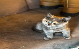 British Shorthair cats for sale: Adorable kittens READY NOW in Wakefield - Image 20