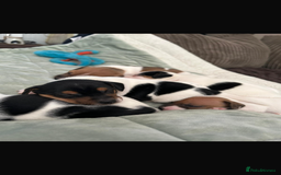 Jack Russell dogs for sale: Beautiful short legged Jack Russell babies  - Image 21