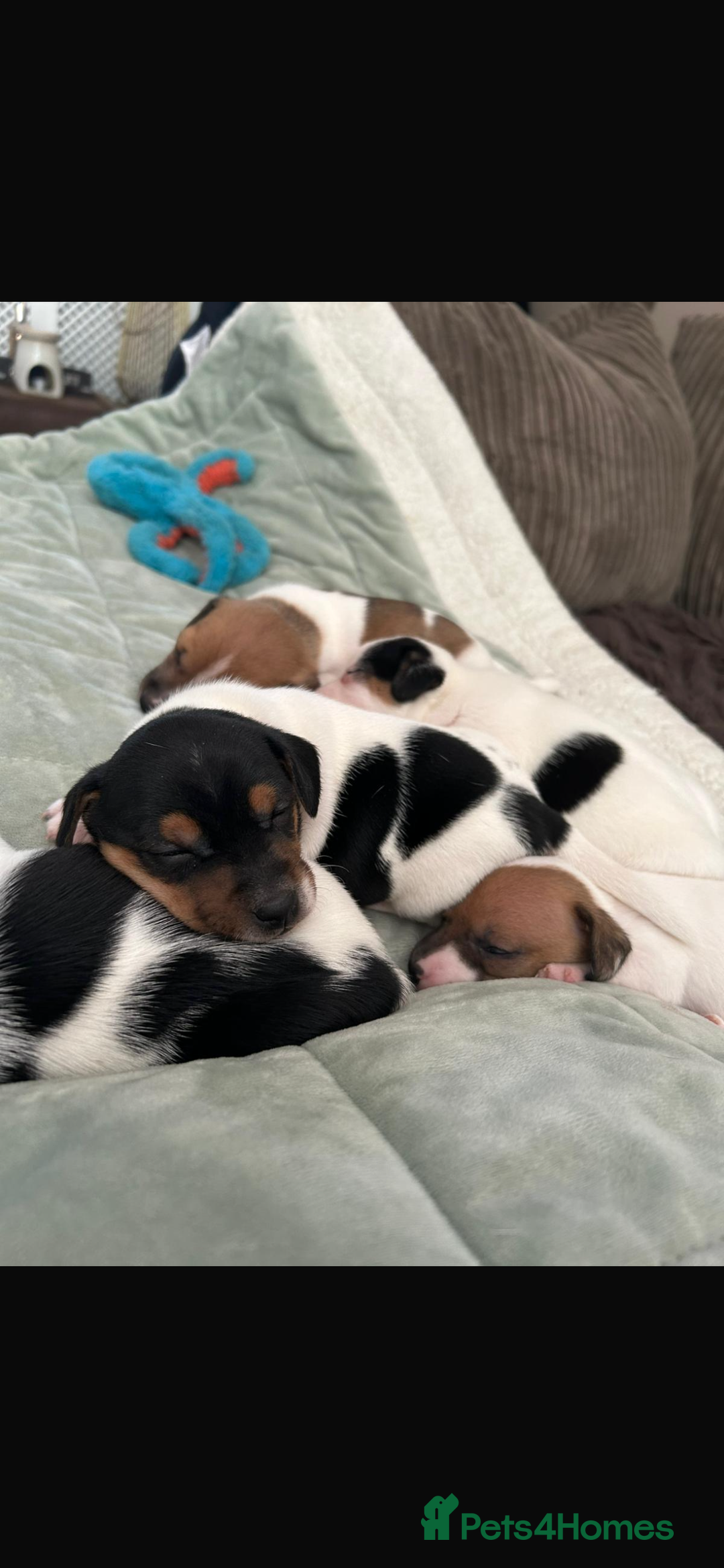 Jack Russell dogs for sale: Beautiful short legged Jack Russell babies  - Image 21