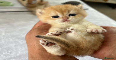 British Shorthair cats - Advert 6