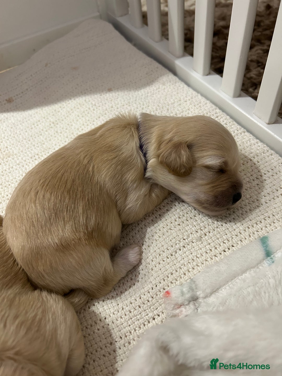 Maltipoo dogs for sale: 4 Adorable F2 Maltipoo pups - Advert 10