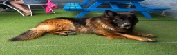 German Shepherd dogs for stud: German Shepard Hugo  in Waltham Cross - Advert 3