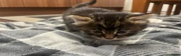 Mixed Breed cats for sale: 7 ragdoll cross kittens  - Advert 9