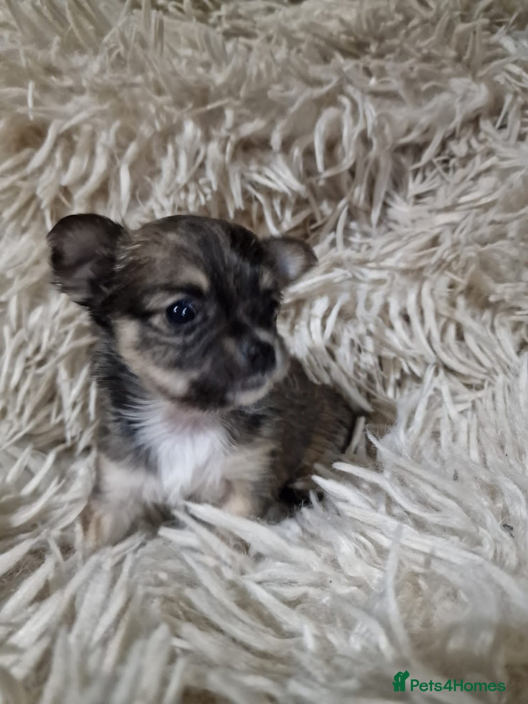 Chihuahua dogs for sale: Small chihuahuas - Advert 4