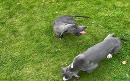 Mixed Breed dogs for sale: Collie saluki whippet puppies  - Image 19