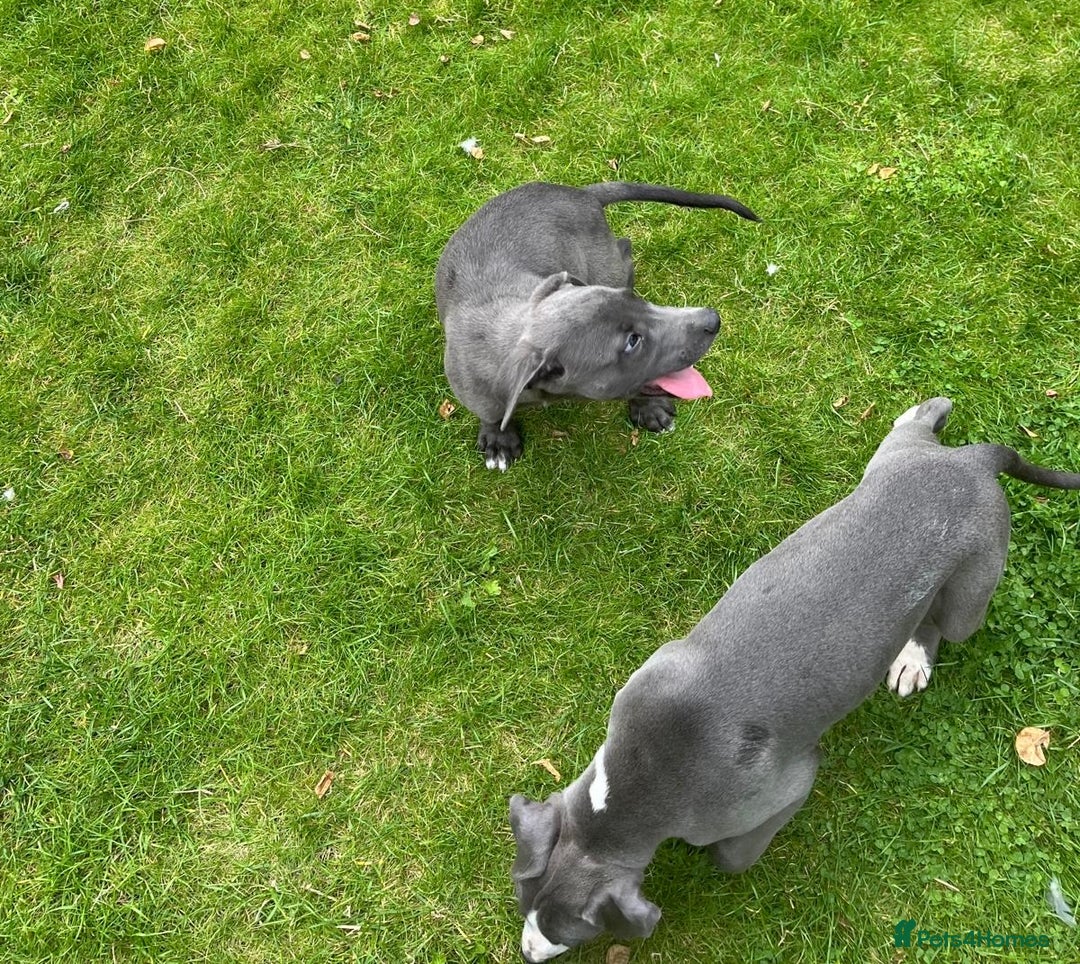 Mixed Breed dogs for sale: Collie saluki whippet puppies  - Image 19