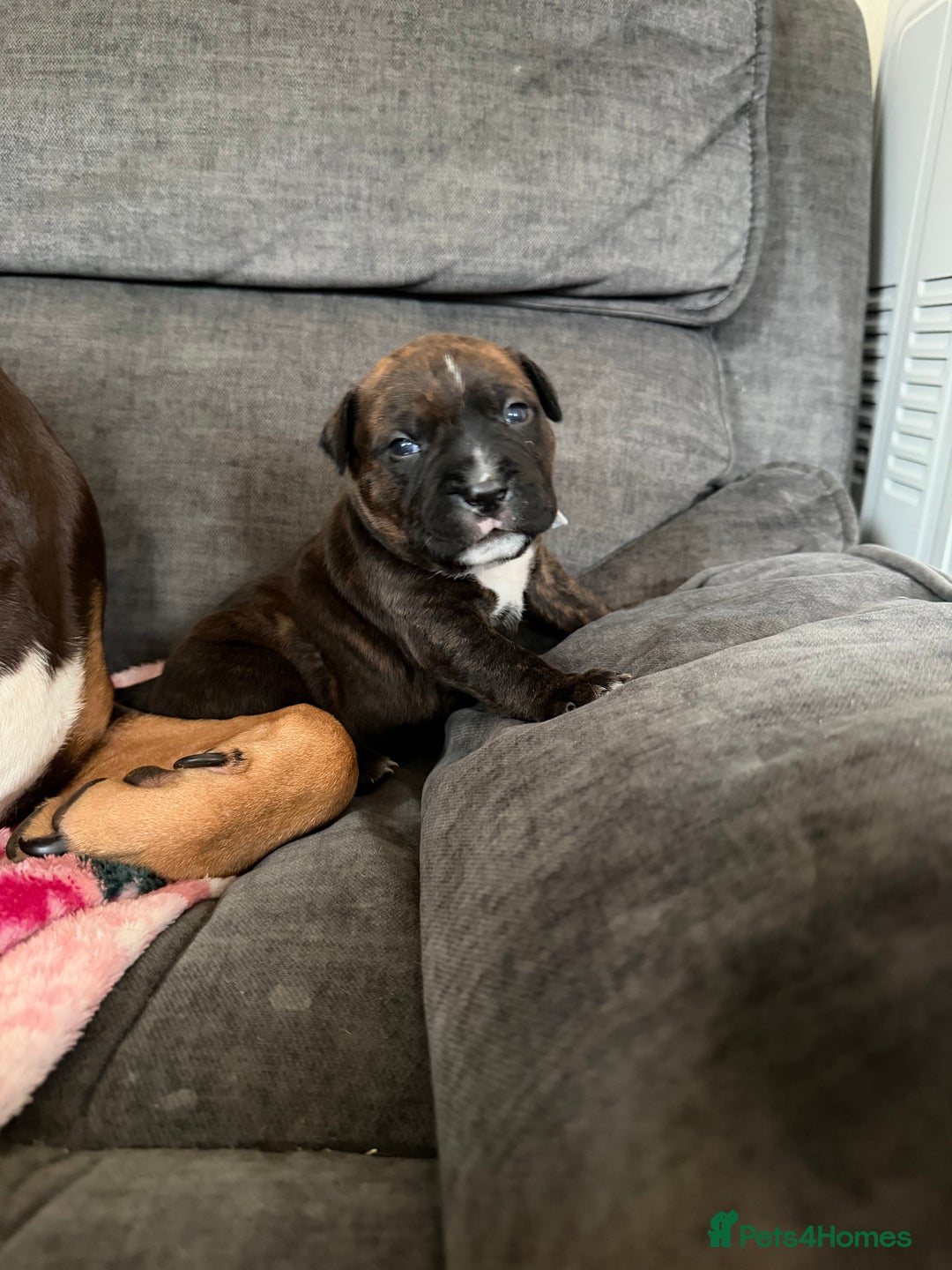 Mixed Breed dogs for sale: Beautiful Home- Reared Puppies!  - Advert 6