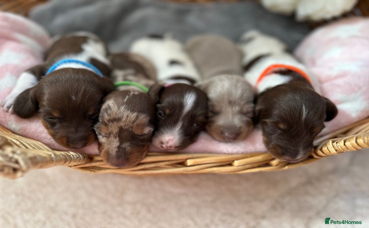 Dachshund dogs - Advert 1