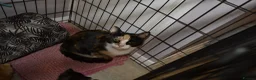 Mixed Breed cats for sale: 4 beautiful kittens  in Peterborough - Advert 14