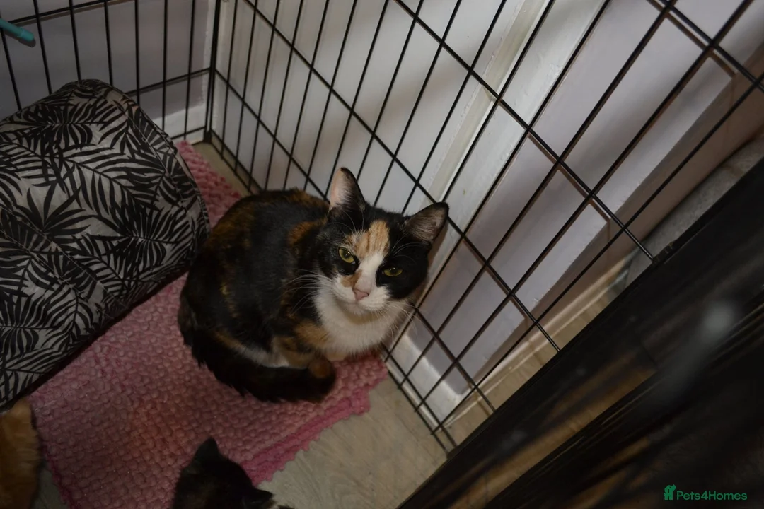 Mixed Breed cats for sale: 4 beautiful kittens  in Peterborough - Advert 14