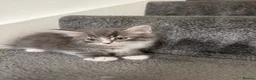 Mixed Breed cats for sale: 7 adorable Kittens! - Advert 10
