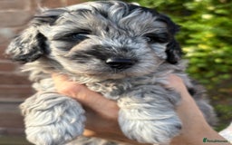 Cavapoo dogs for sale: 🌟HEALTH TESTED F1B CAVAPOO MERLE STUNNING PUPPIES - Image 27