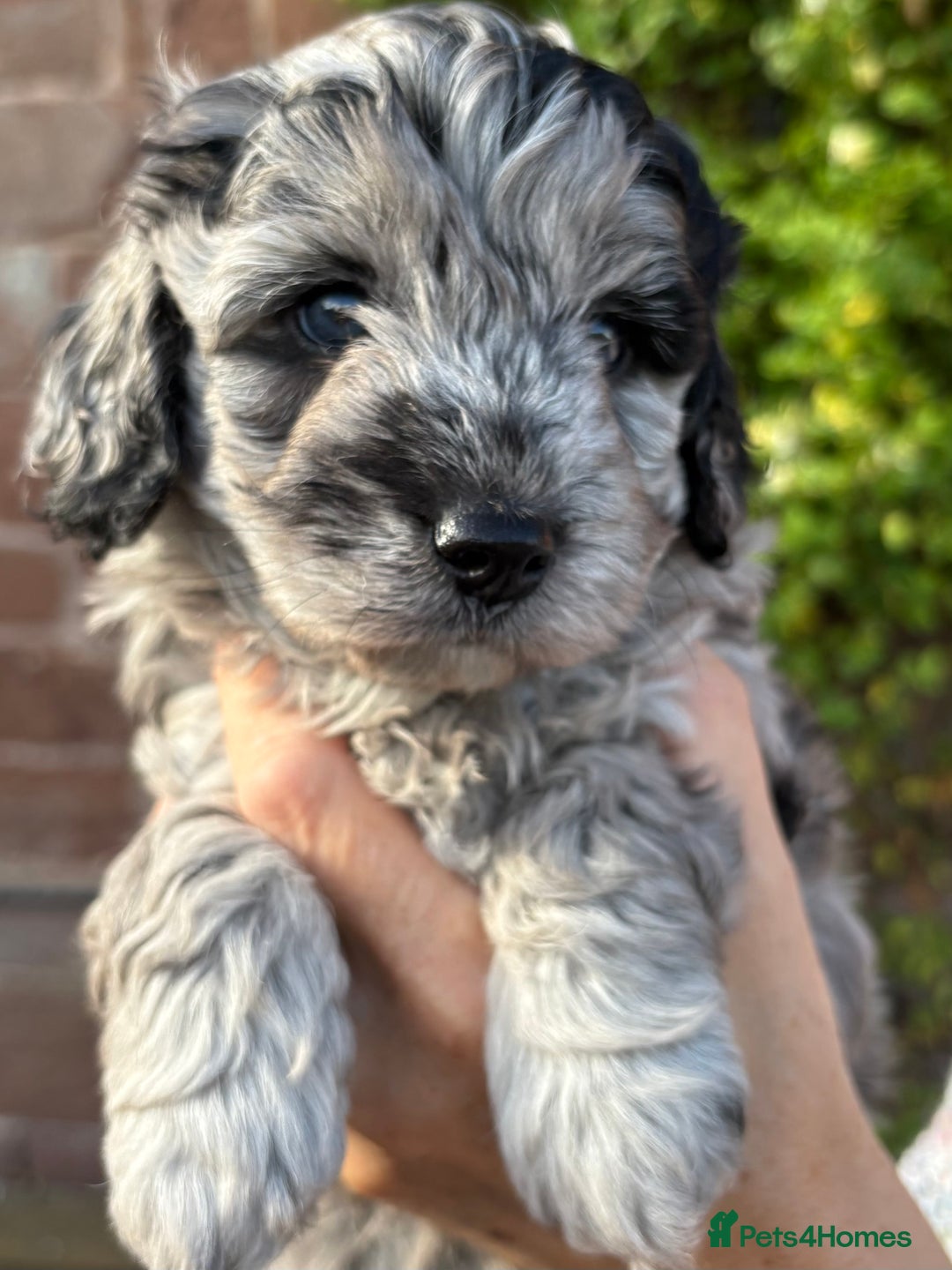 Cavapoo dogs for sale: 🌟HEALTH TESTED F1B CAVAPOO MERLE STUNNING PUPPIES - Image 27