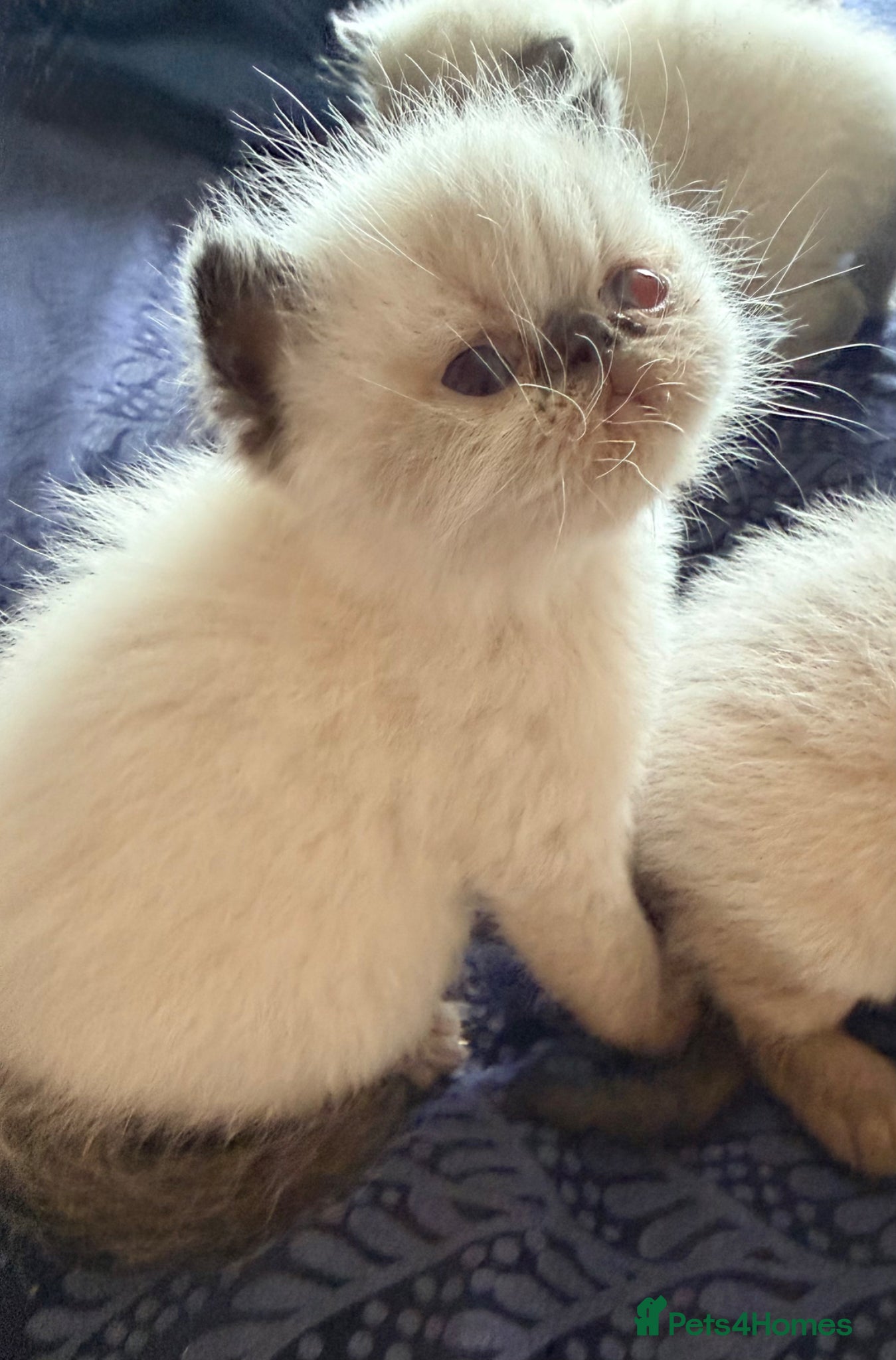 Exotic cats Colourpoint Exotic Shorthair Kittens  - Advert 1