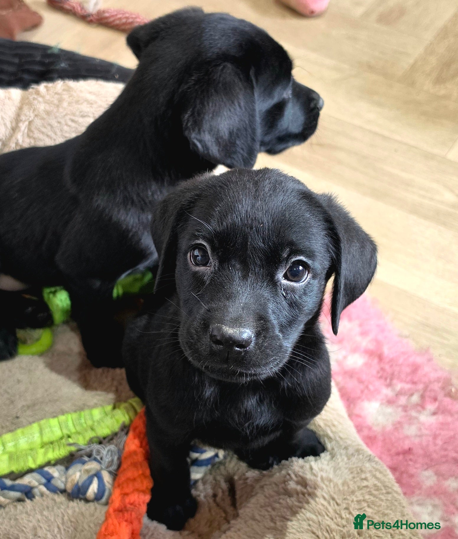 Labrador Retriever dogs 5 BEAUTIFUL BLACK KC LABRADORS READY TO LEAVE - Advert 2